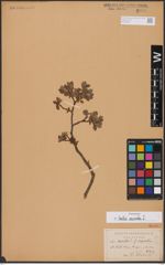 Foto von Salix aurita L.